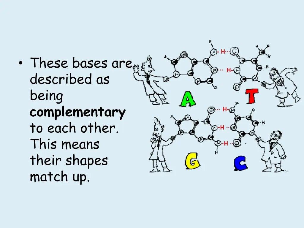 these bases are described as being complementary