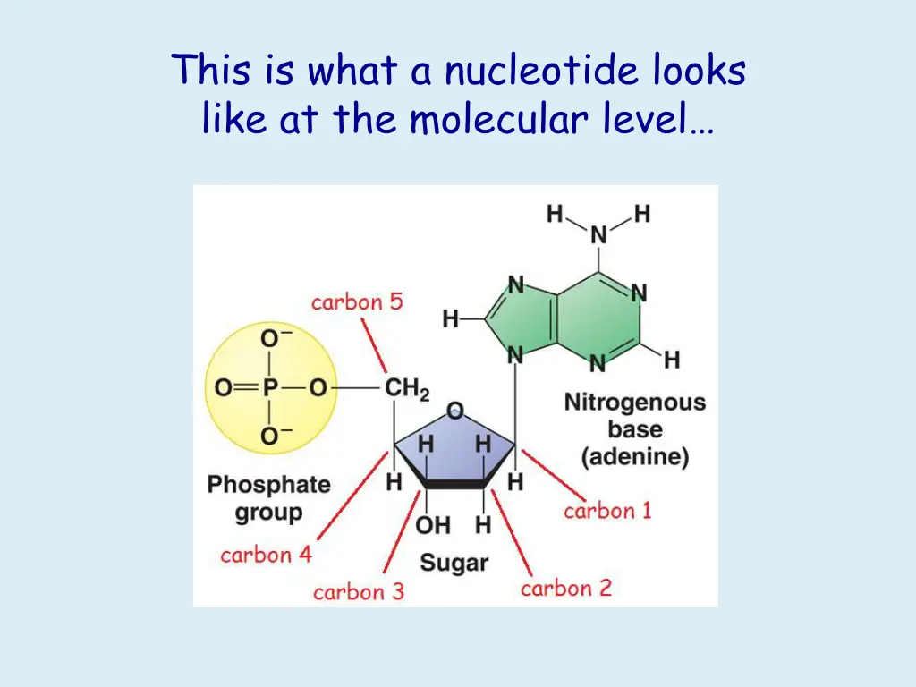 this is what a nucleotide looks like