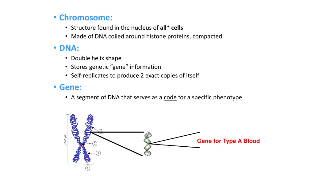 chromosome structure found in the nucleus