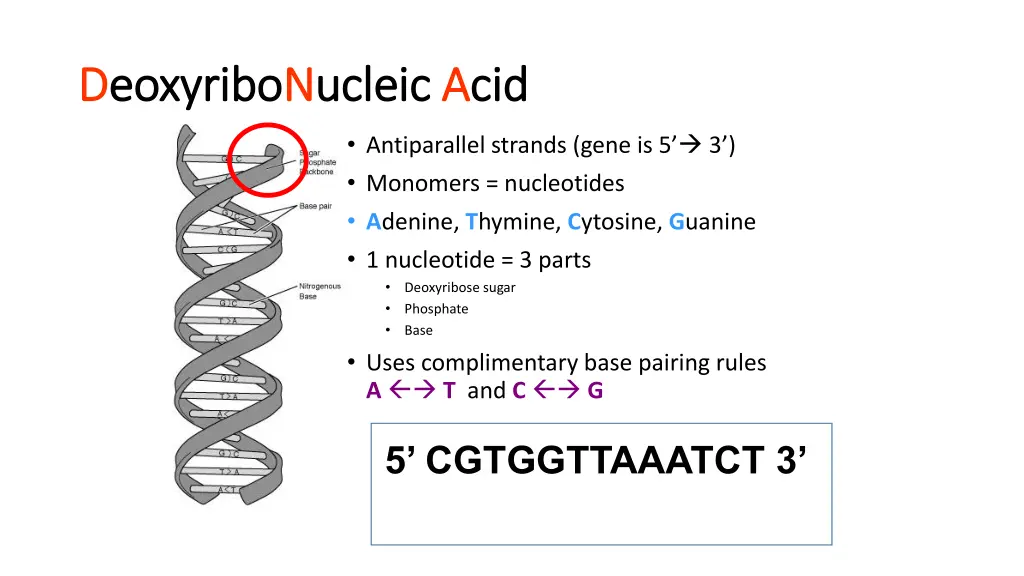 d deoxyribo eoxyribon nucleic