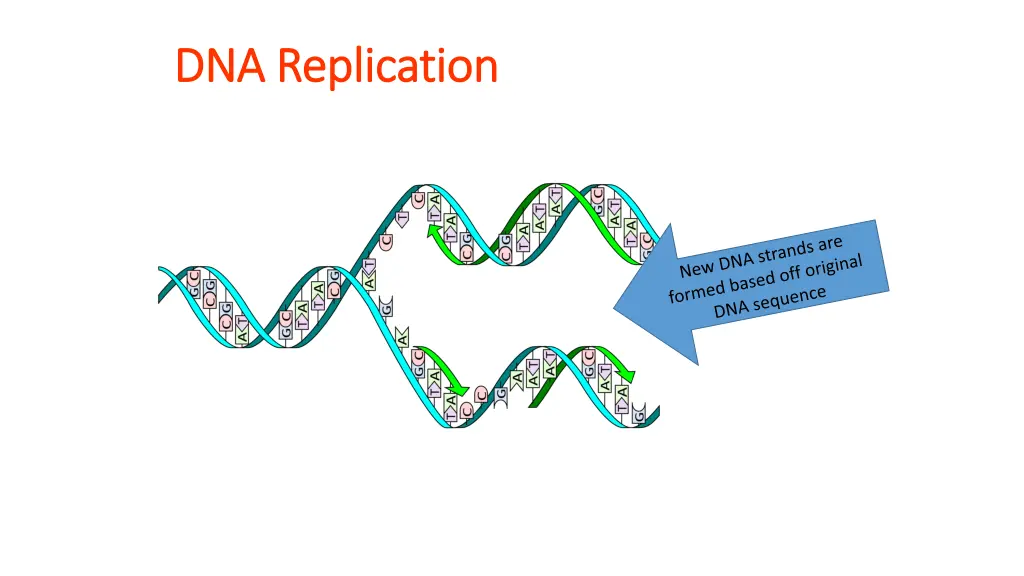 dna replication dna replication 1