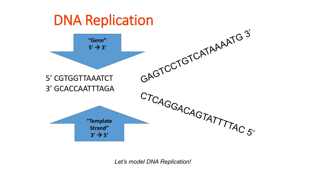 dna replication dna replication 2