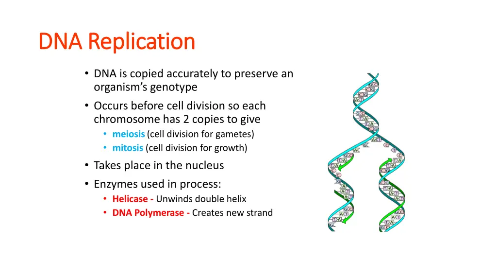 dna replication dna replication