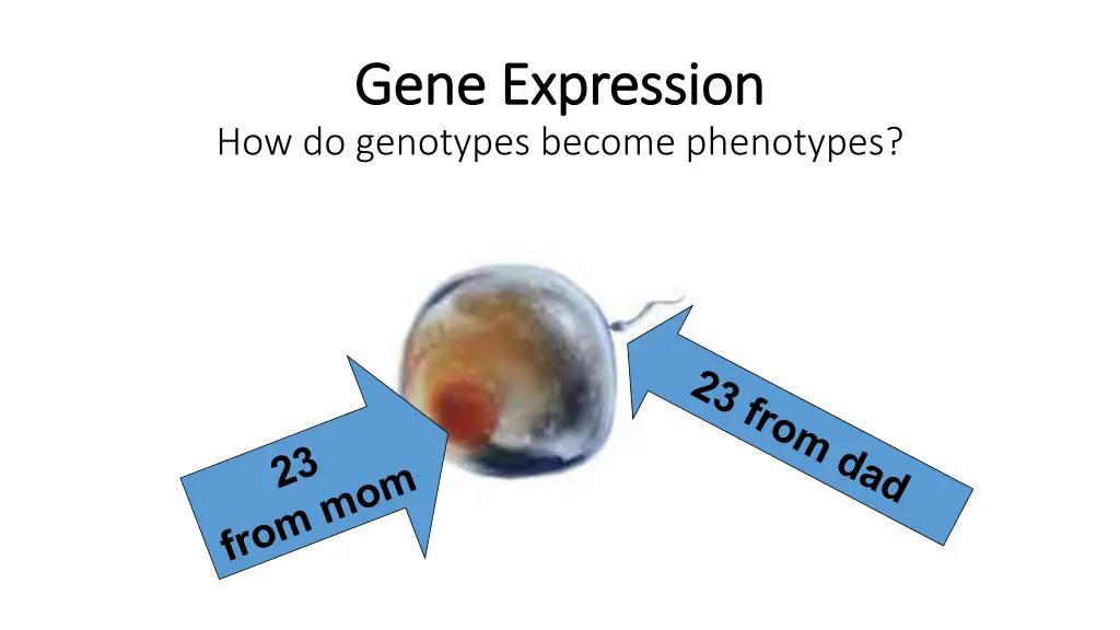 gene expression gene expression how do genotypes