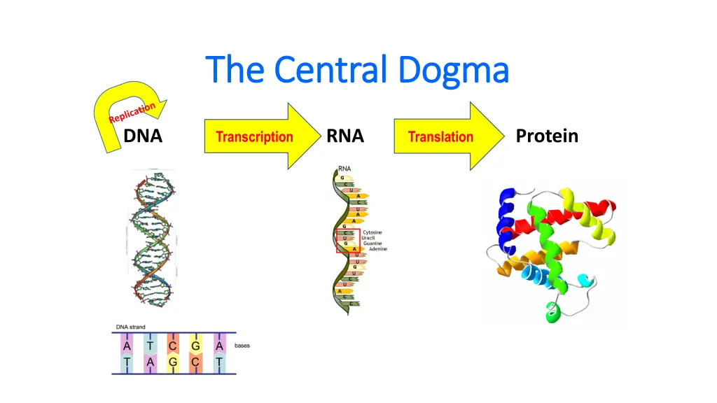 the central dogma the central dogma