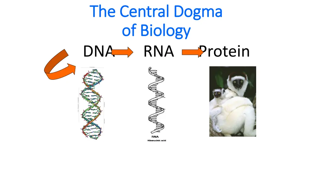 the central dogma the central dogma of biology