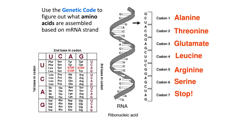 use the genetic code to figure out what amino