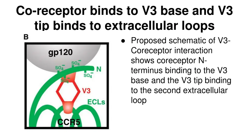 co receptor binds to v3 base and v3 tip binds