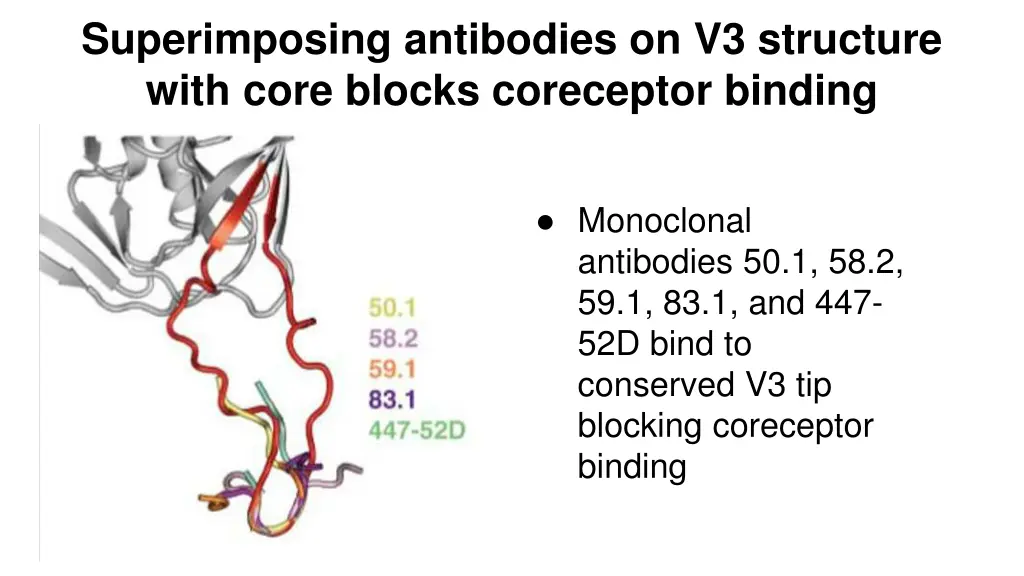 superimposing antibodies on v3 structure with