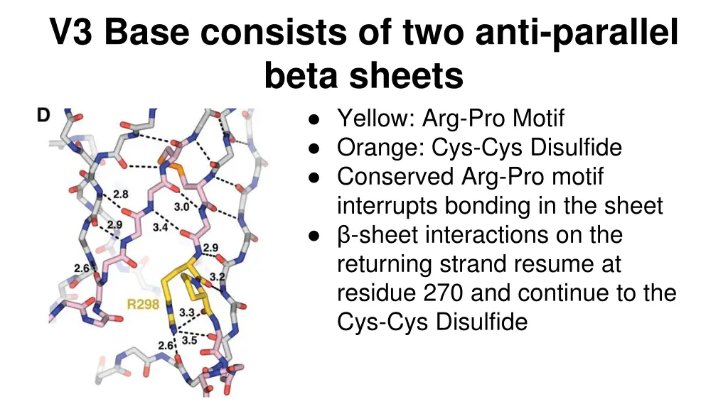 v3 base consists of two anti parallel beta sheets