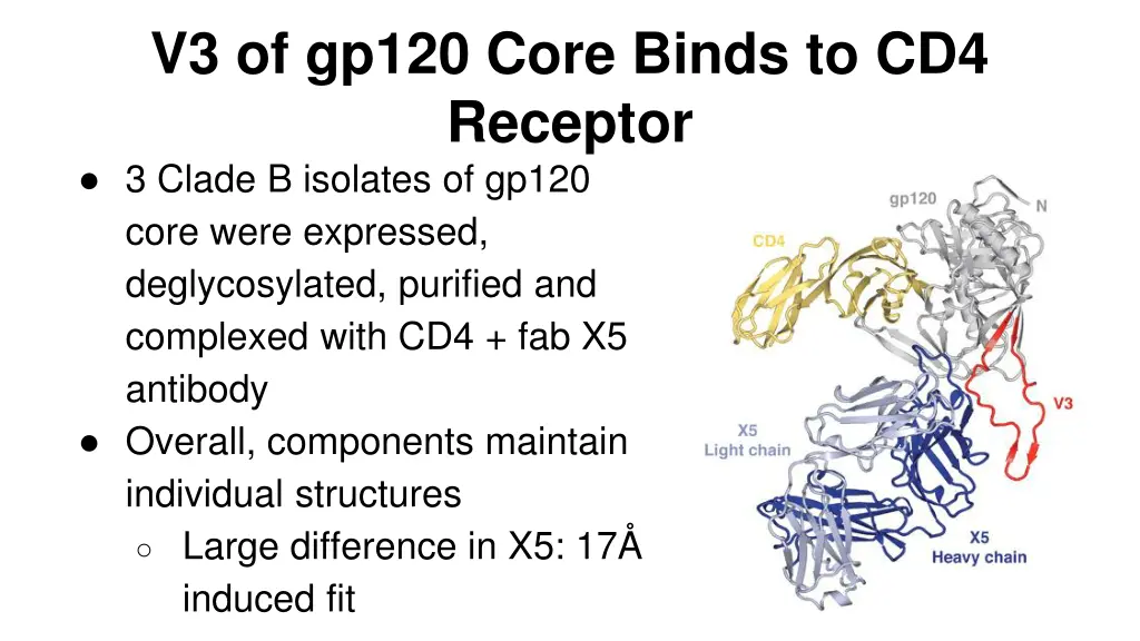 v3 of gp120 core binds to cd4 receptor 3 clade