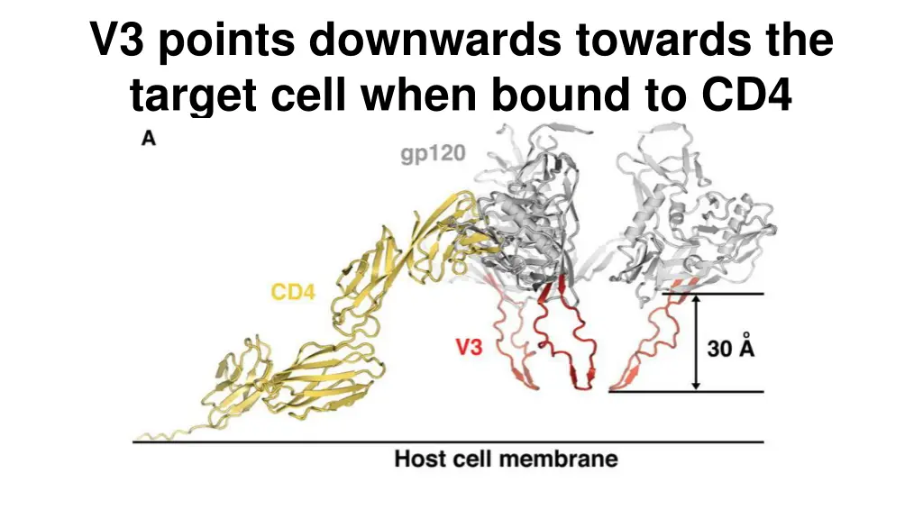 v3 points downwards towards the target cell when