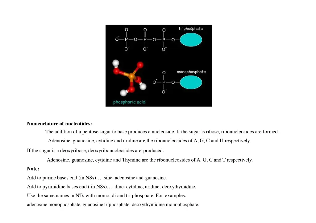 nomenclature of nucleotides the addition