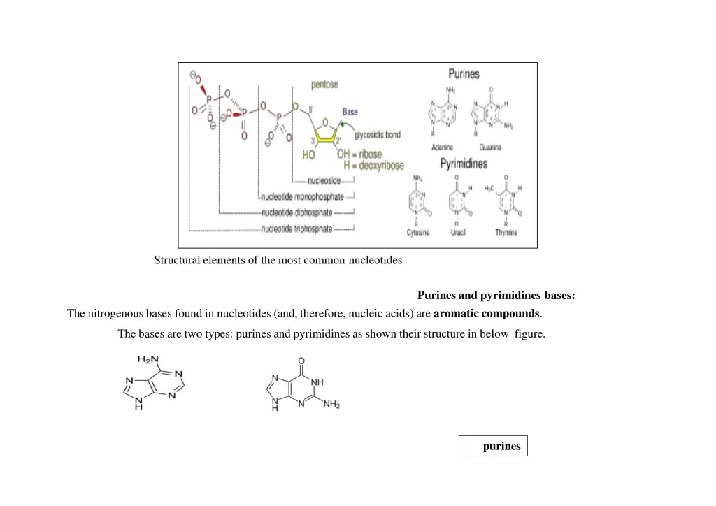 structural elements of the most common nucleotides