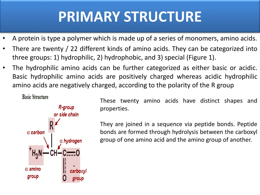 primary structure