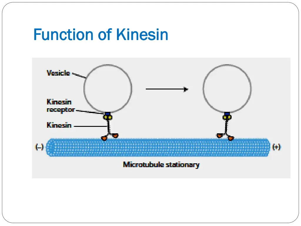 function of function of kinesin