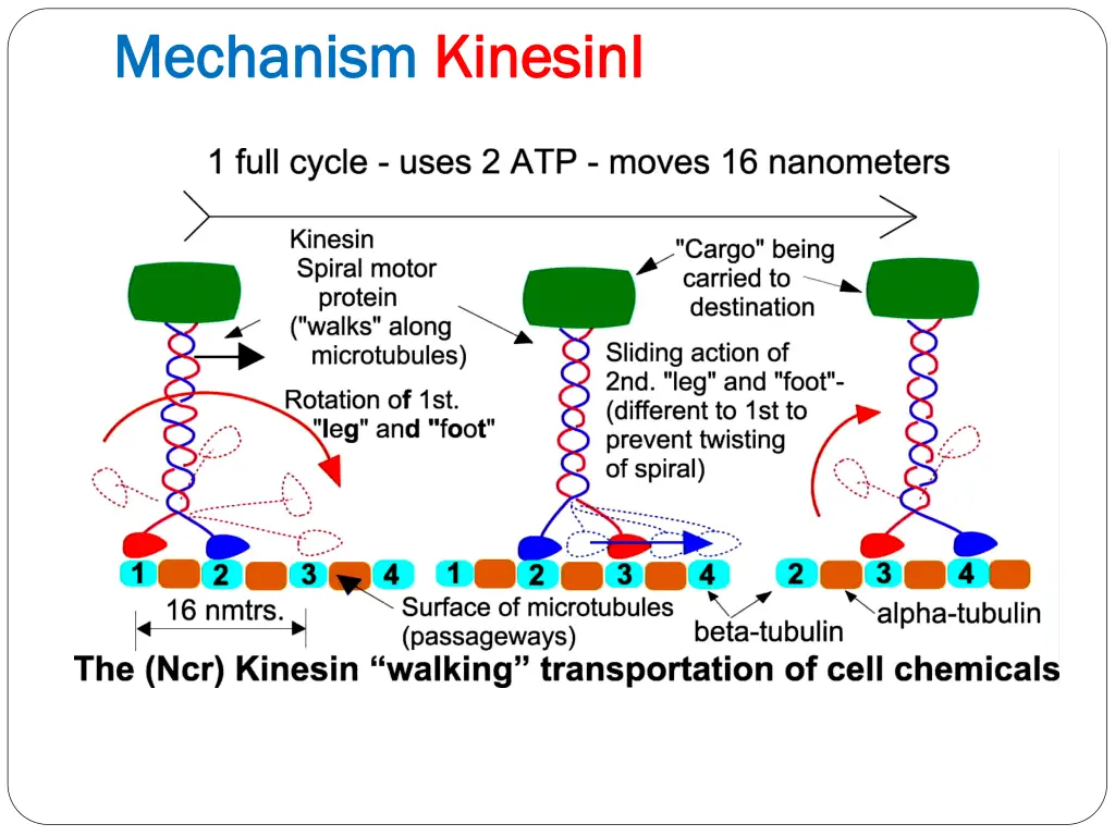 mechanism mechanism kinesini