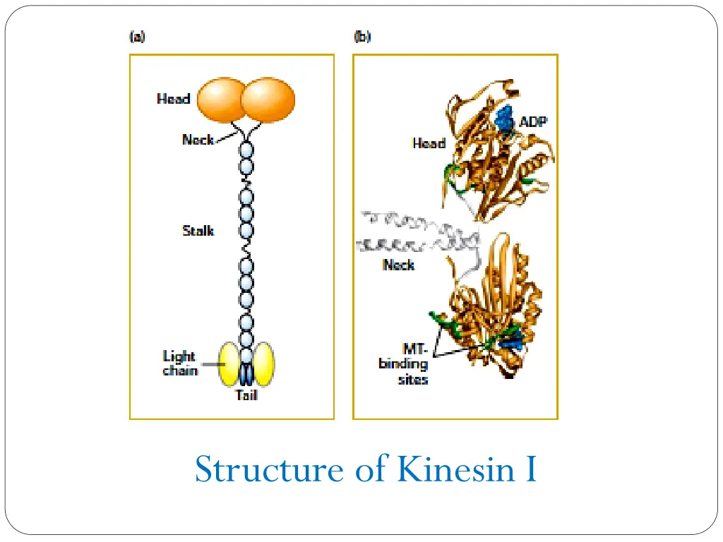 structure of kinesin i