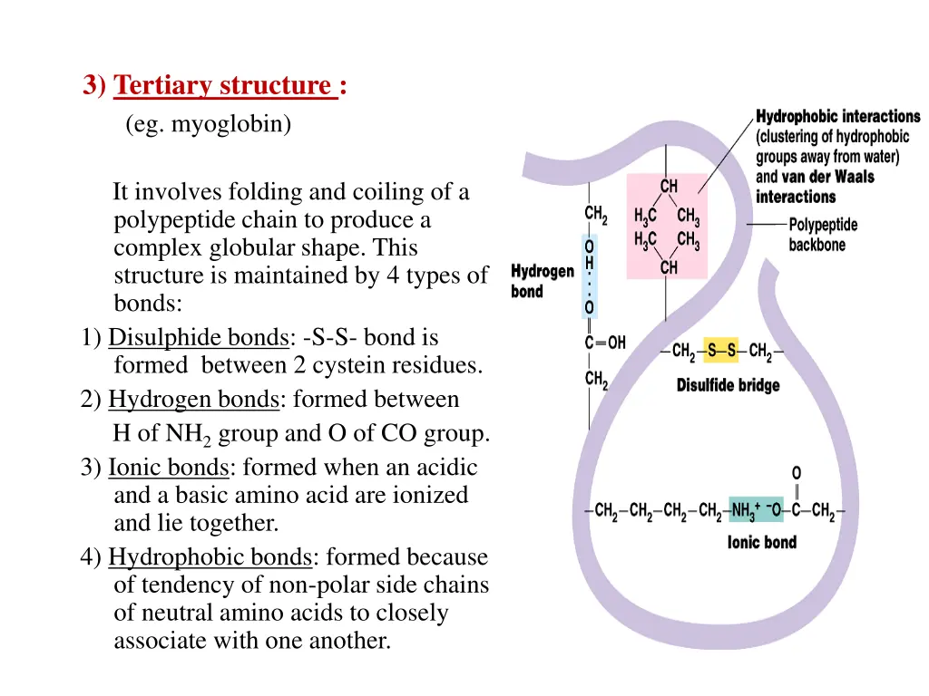 3 tertiary structure eg myoglobin