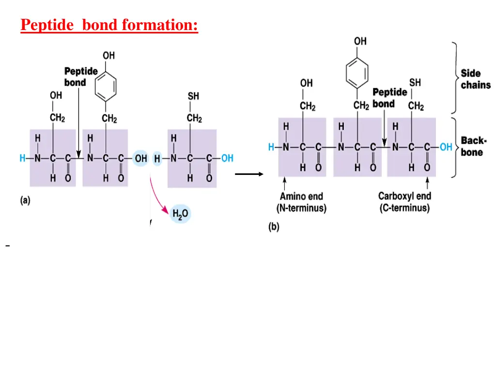 peptide bond formation