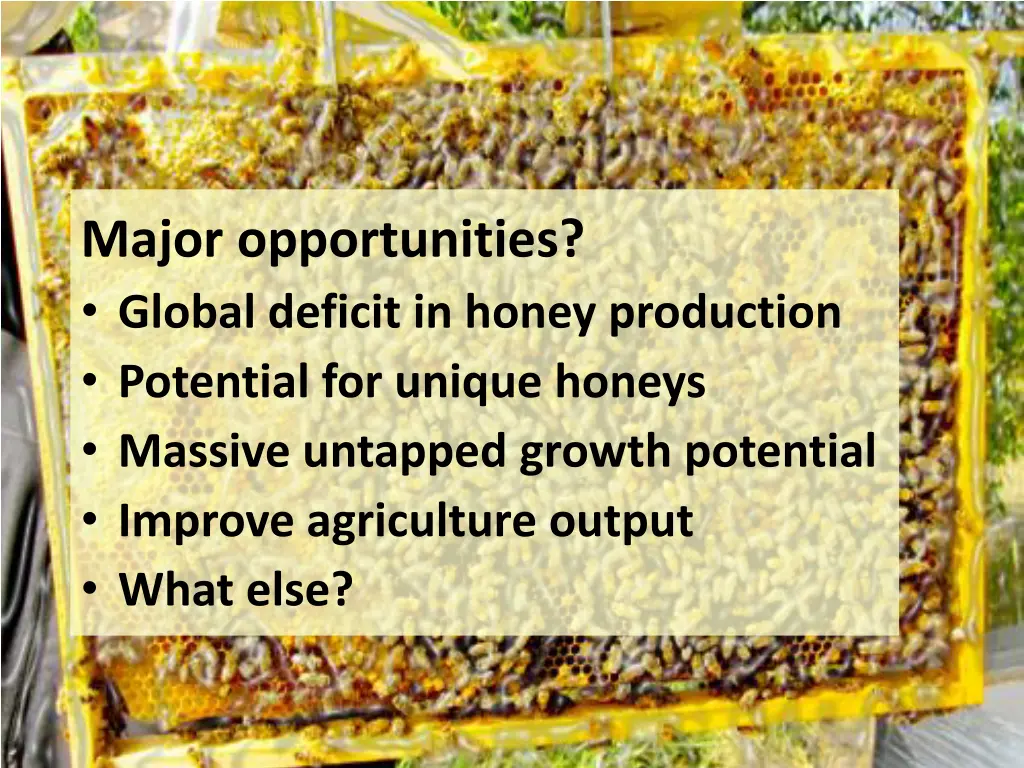 major opportunities global deficit in honey