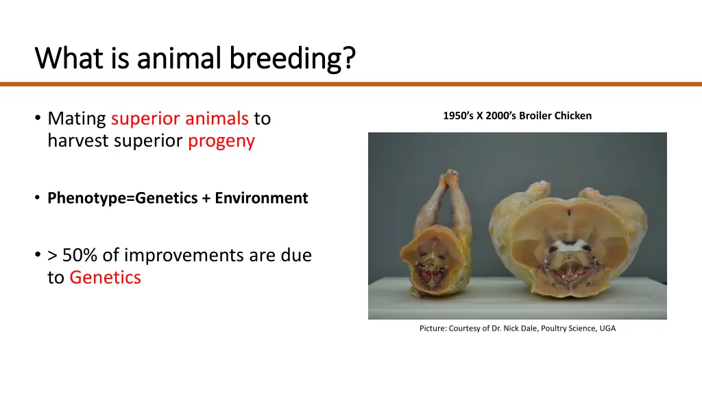 what is animal breeding what is animal breeding