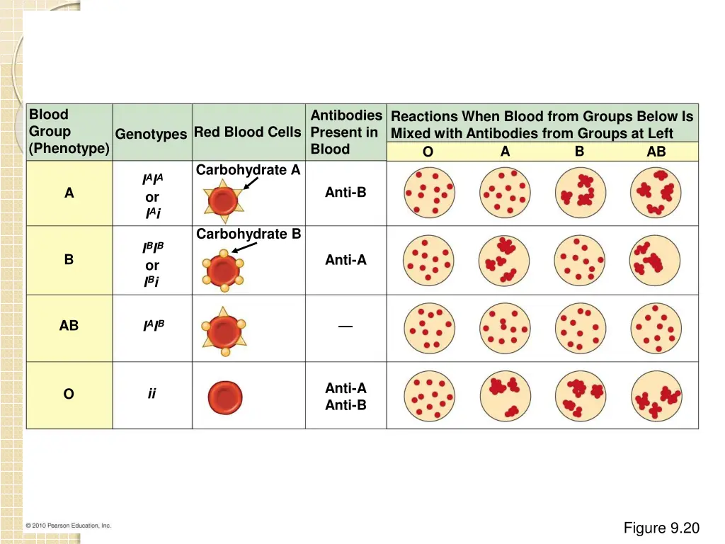 blood group phenotype