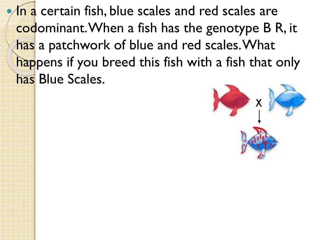 in a certain fish blue scales and red scales