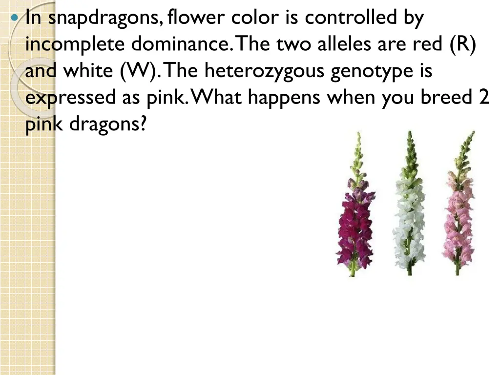 in snapdragons flower color is controlled