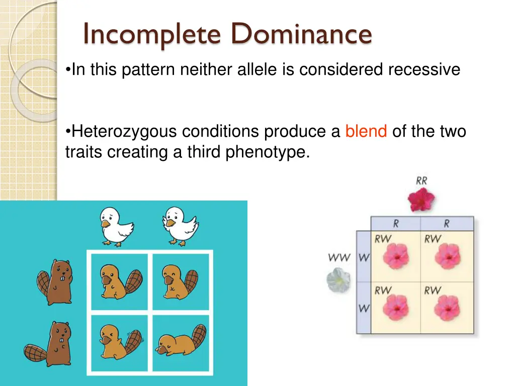 incomplete dominance in this pattern neither