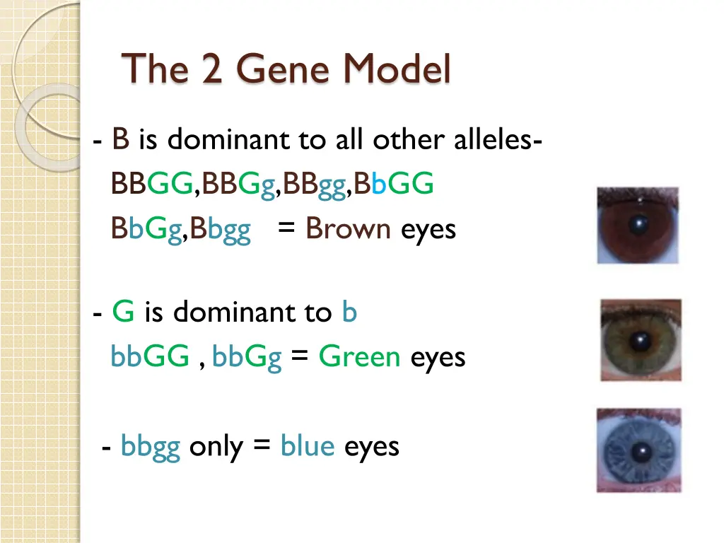 the 2 gene model