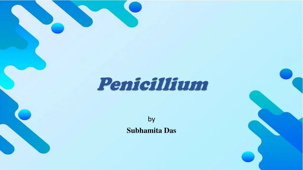 penicillium