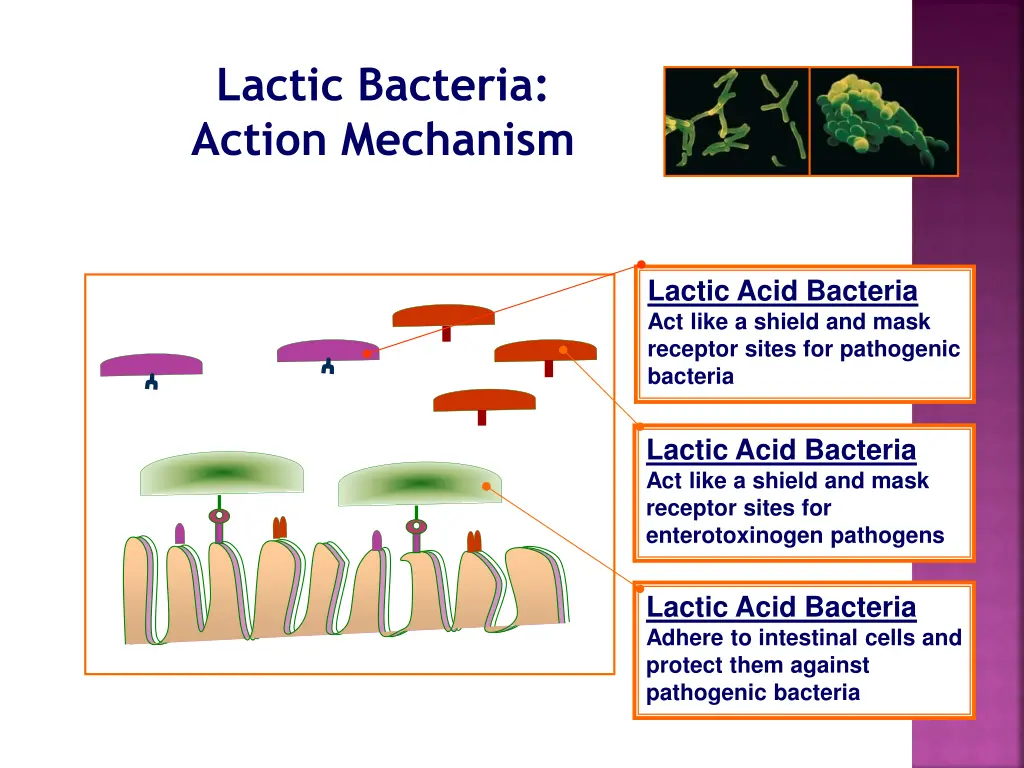 lactic bacteria action mechanism