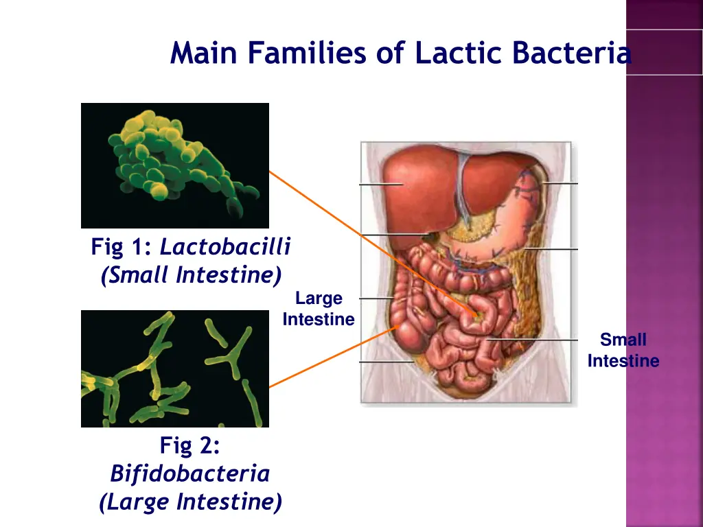 main families of lactic bacteria