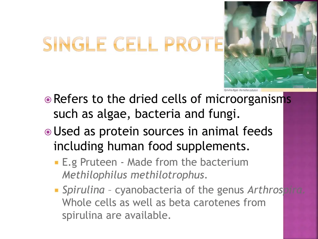 single cell proteins