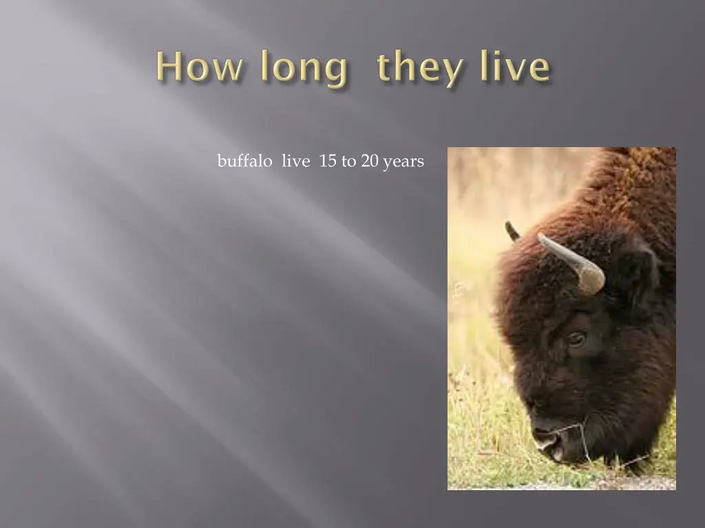 buffalo along the alaska highway photos