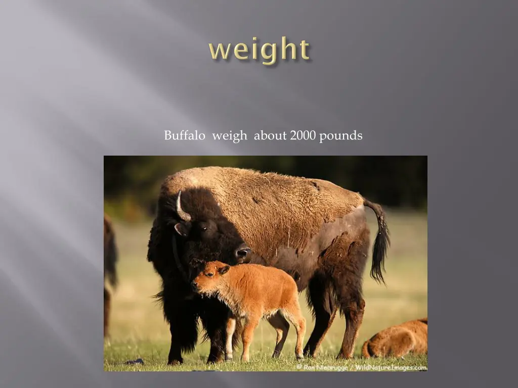 buffalo weigh about 2000 pounds