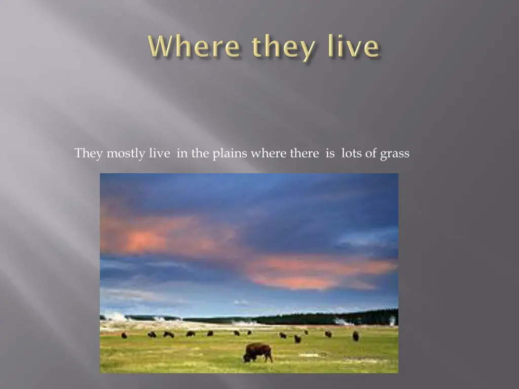 they mostly live in the plains where there