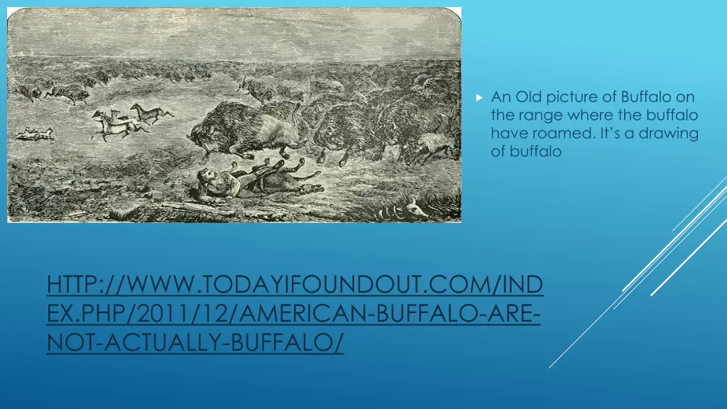 an old picture of buffalo on the range where