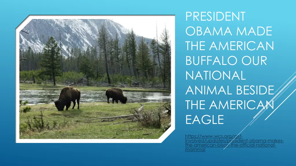 president obama made the american buffalo