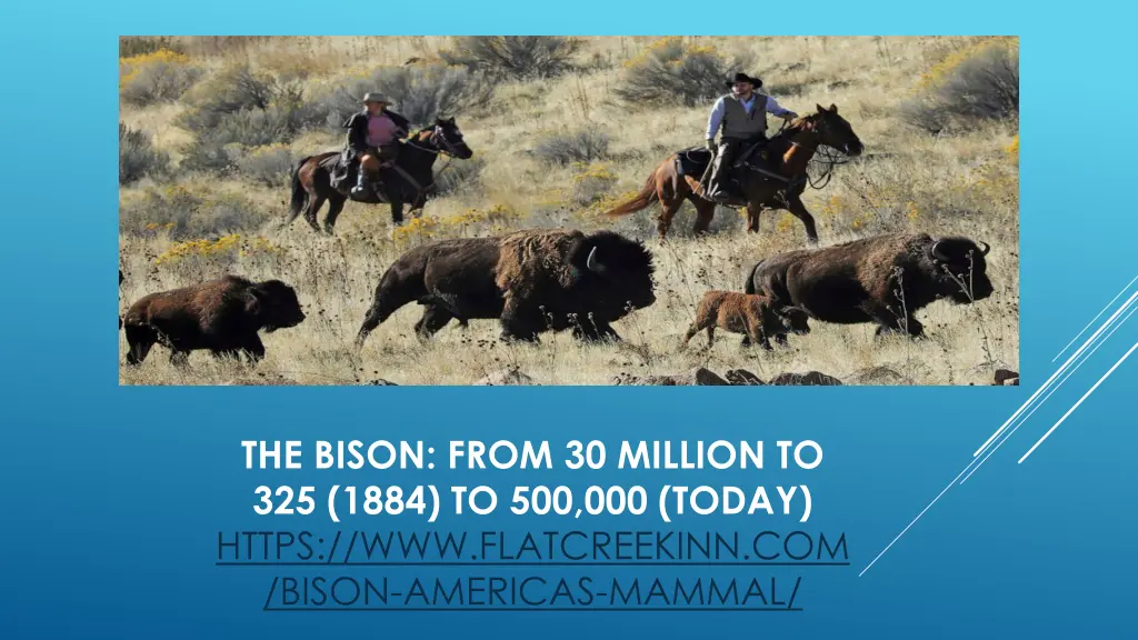 the bison from 30 million to 325 1884