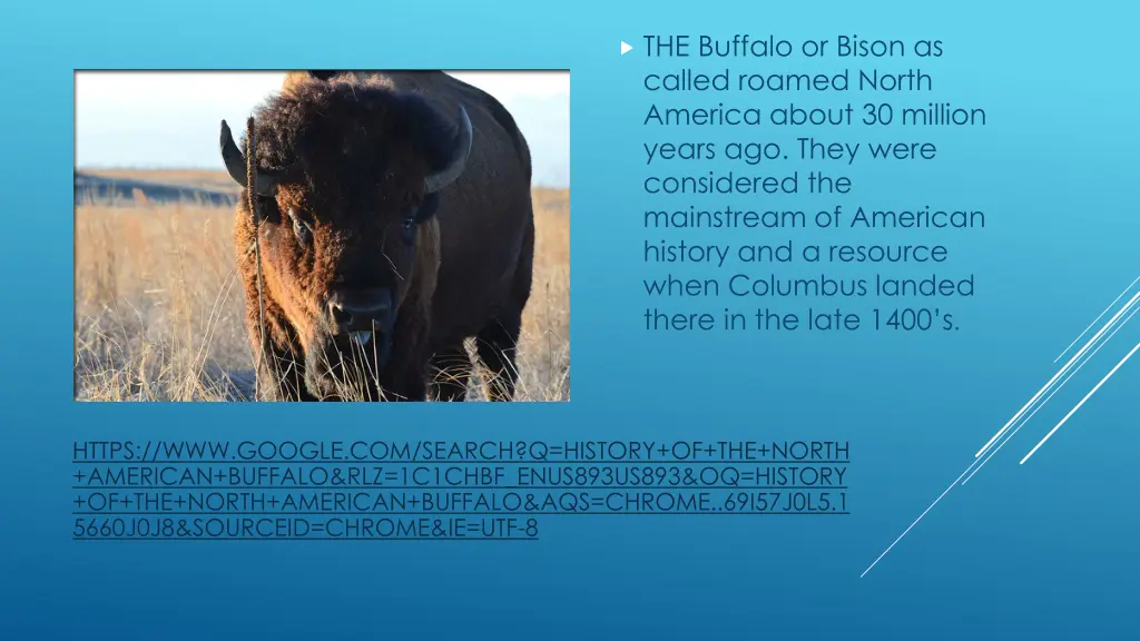 the buffalo or bison as called roamed north