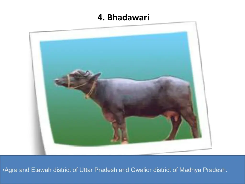 4 bhadawari