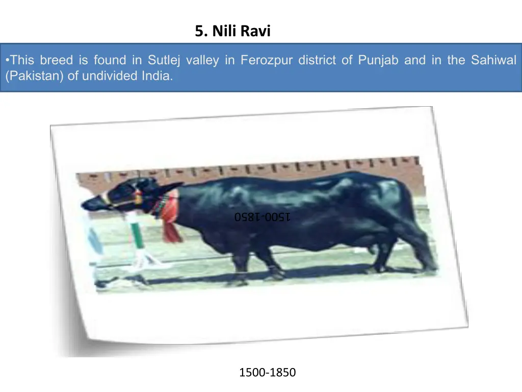 5 nili ravi