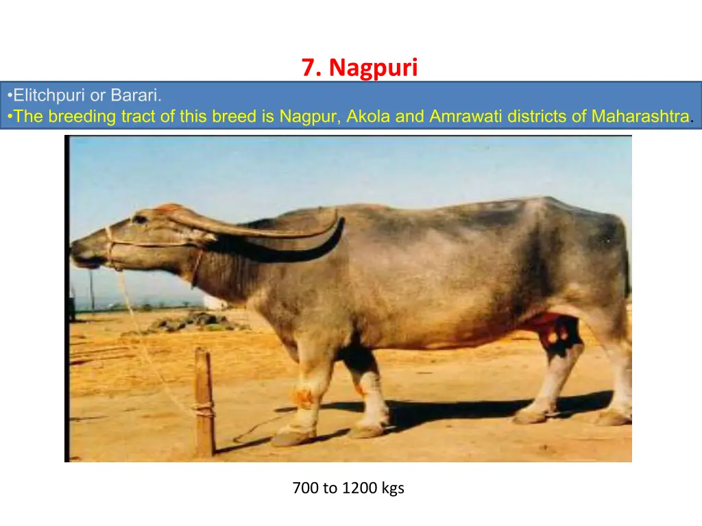 7 nagpuri