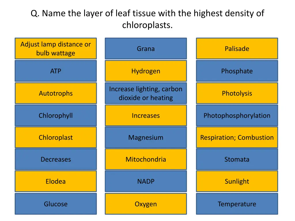 q name the layer of leaf tissue with the highest