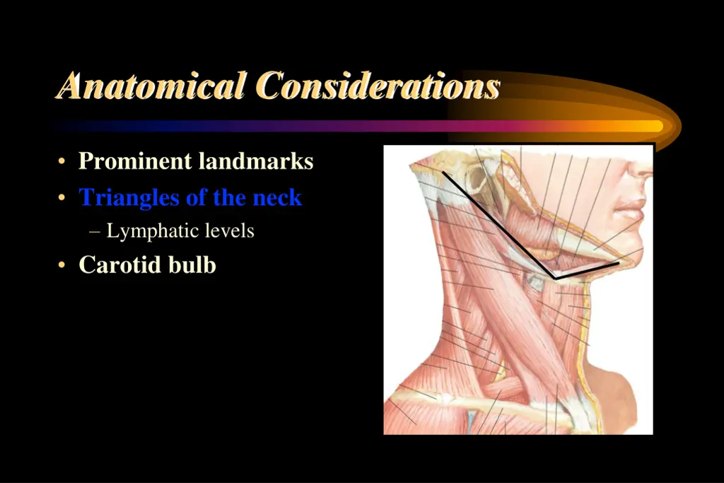 anatomical considerations 1