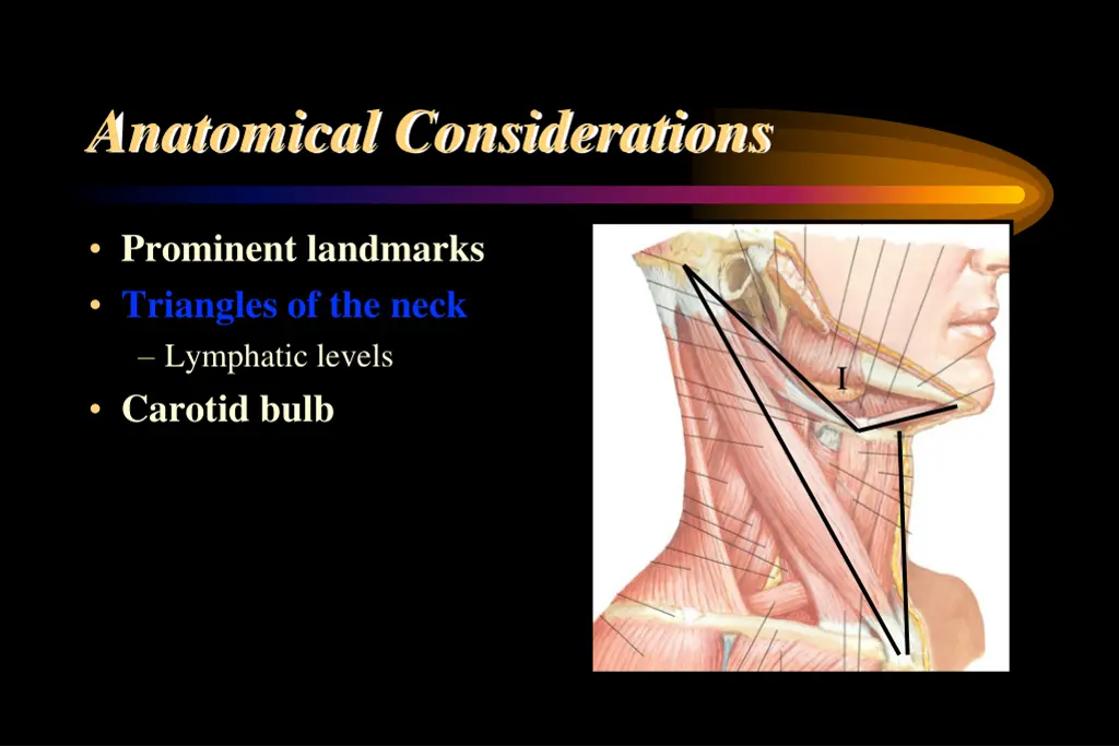 anatomical considerations 3