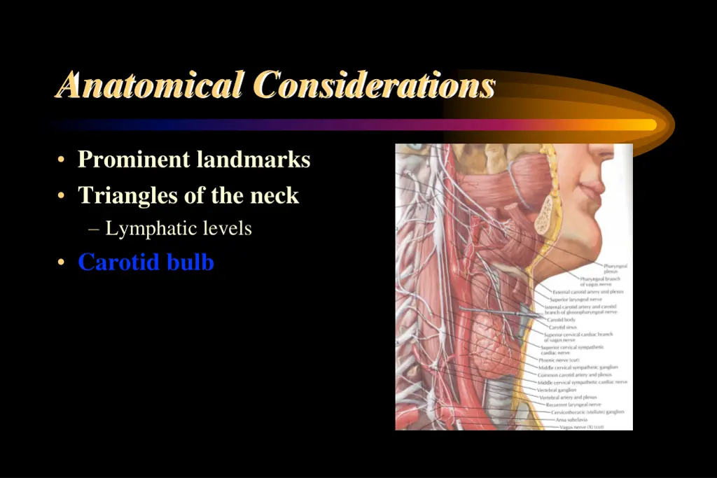 anatomical considerations 8