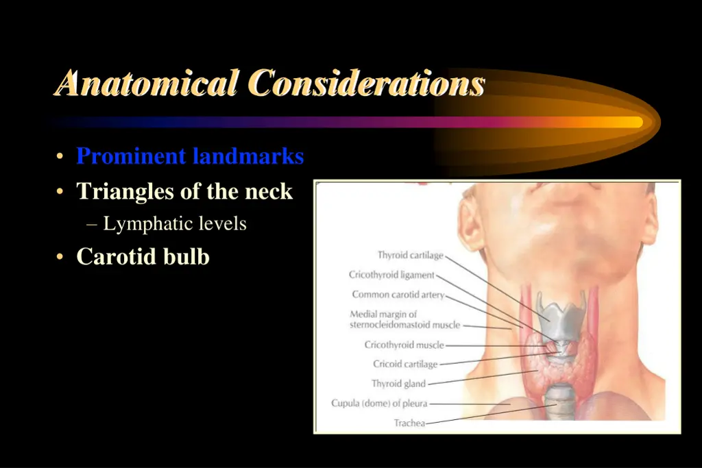 anatomical considerations